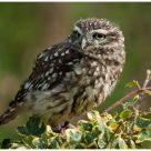 Little Owl