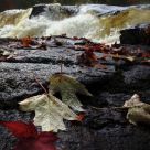 Wet Riverbank