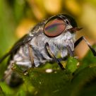 Fly posing in the sun