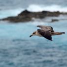 Seagull