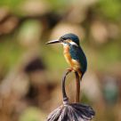 Common kingfisher