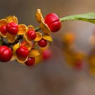 Red from yellow