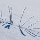 the grass with Ice crystals