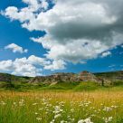 Badlands in bloom