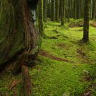 Old Growth