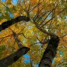 Autumn Canopy