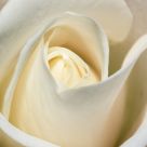 White rose
