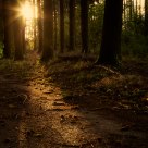 Evening Light