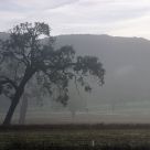 Fog Clearing On The Ranch