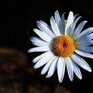white daisy