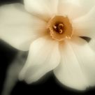 Narcissus in the afternoon