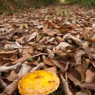 Orange Mushroom