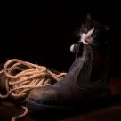 Puss In Boots