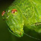Orthoptera