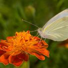 Pieridae
