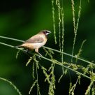 White-rumped Munia