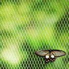 Butterfly in Jail