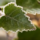 Icy Green