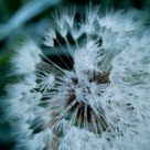 Dandelion, Frosted