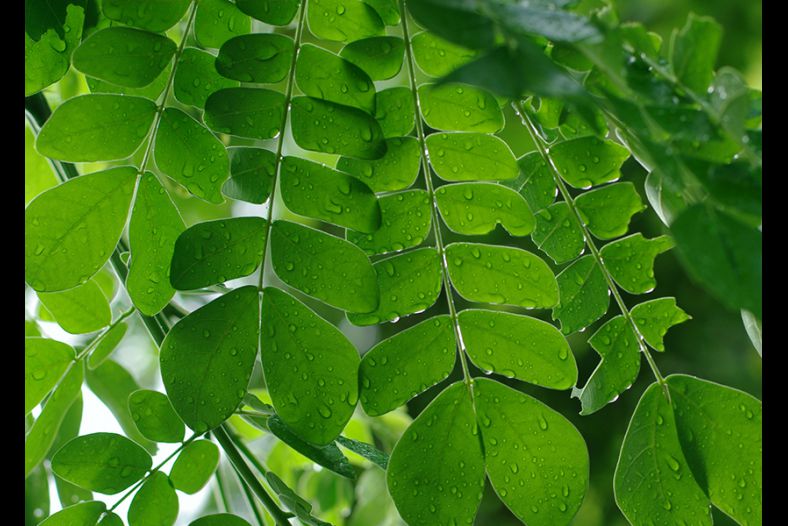 Leafs in rainforest