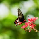 Butterfly in Action