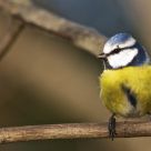 Blue Tit