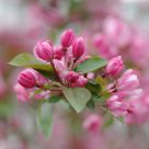Siberian apple