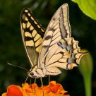Papilio machaon