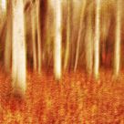 Late autumn
