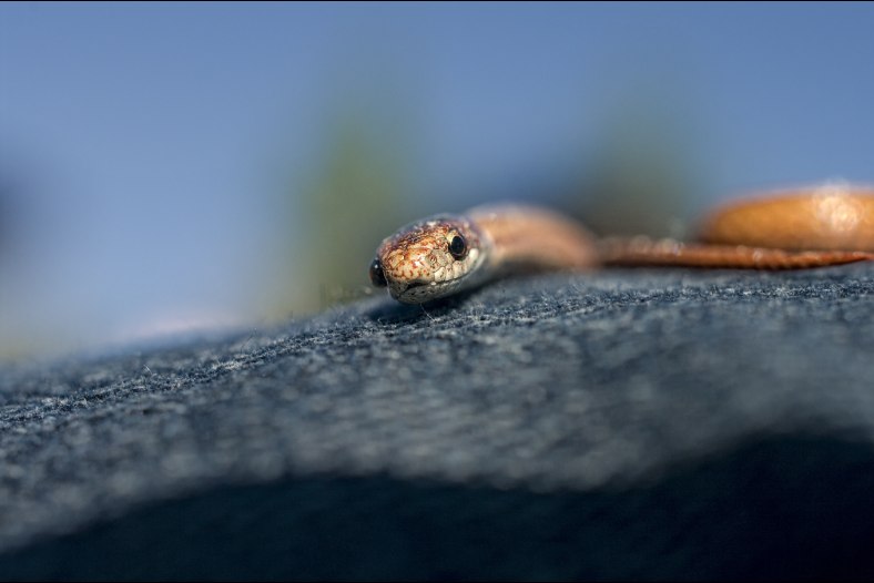 Snake