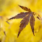 Yellow to Brown