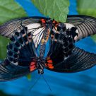 Butterflies Mating