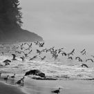 Gulls at the Beach