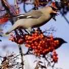 Waxwing Gorging