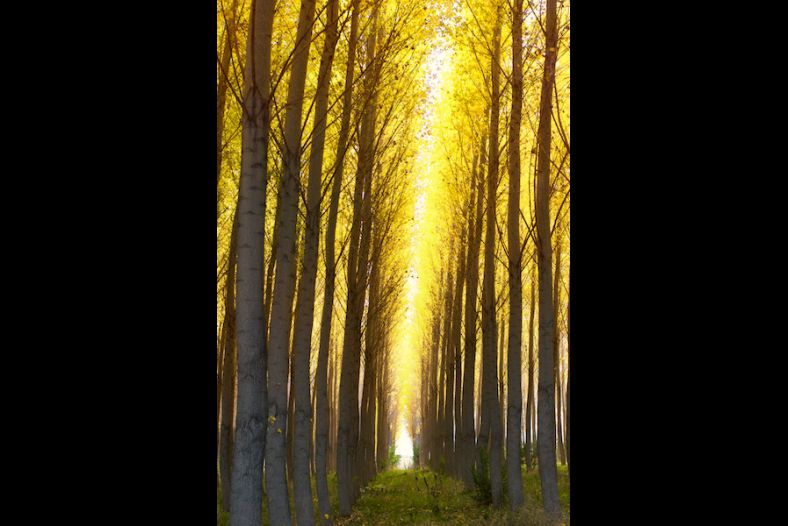 Autumn Fire