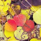 Canopy Carpet Of Color