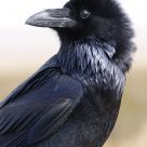 Raven Goes Fauxhawk