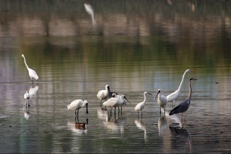 Beautiful Wildlife