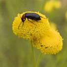 A beetle