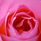 A rose