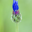 The flower