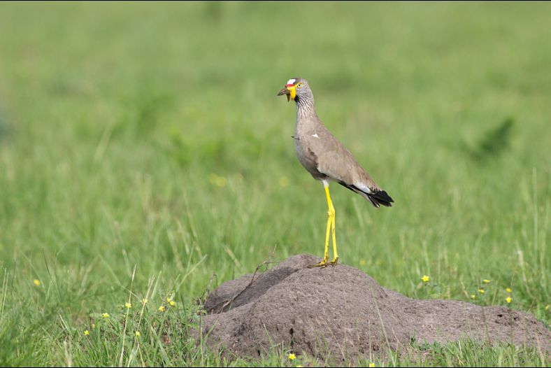 African Wattled Lapwing