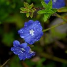 blue daze blossoms