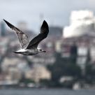Seagull