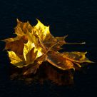 Leaves