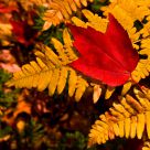 Autumnal Splendor