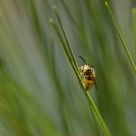 Yellowjacket Wasp