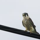 Kestrel on a wire