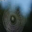 Web 