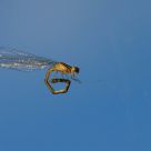Web-caught